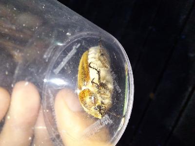 Anoxia villosa