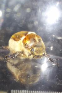 Anoxia villosa