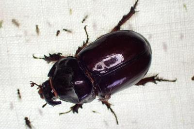 Oryctes nasicornis