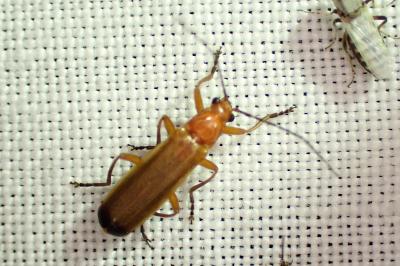 Rhagonycha fulva