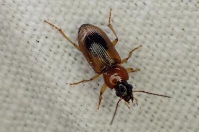 Stenolophus discophorus