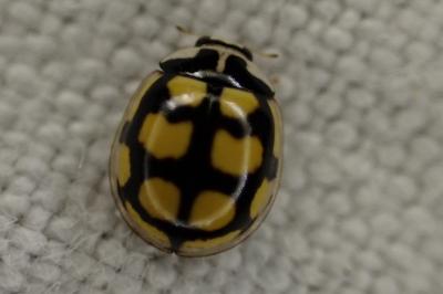 Oenopia lyncea