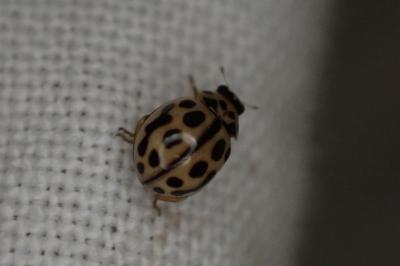 Tytthaspis sedecimpunctata