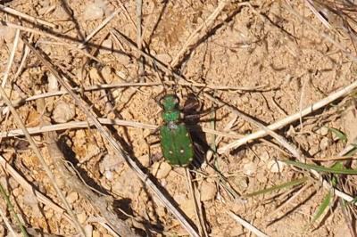Cicindela campestris