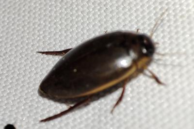 Rhantus