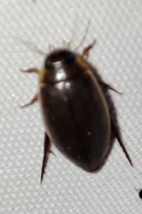 Rhantus