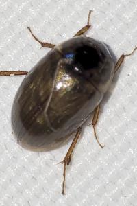 Enochrus