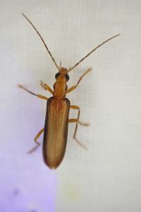 Nacerdes carniolica