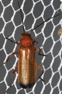 Rhagonycha fulva