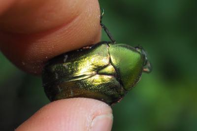 Cetonia aurata