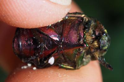 Cetonia aurata