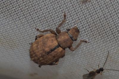 Strophosoma melanogrammum