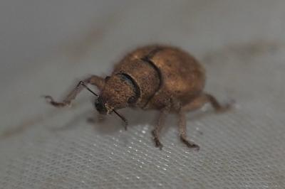 Strophosoma melanogrammum
