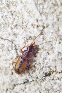 Polistichus connexus