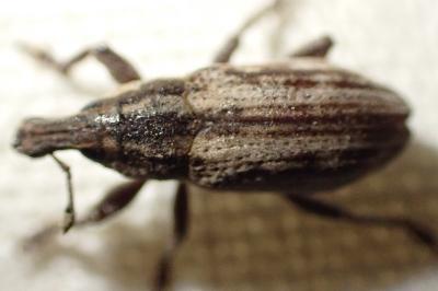 Mecaspis alternans