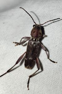 Xylotrechus stebbingi