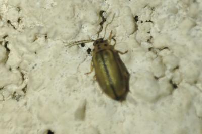 Xanthogaleruca luteola