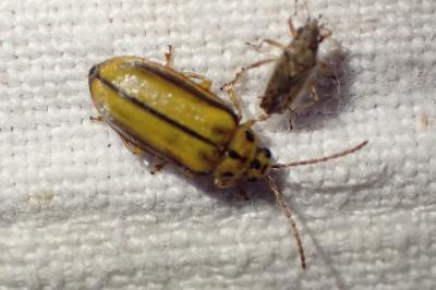 Xanthogaleruca luteola