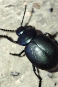 Timarcha tenebricosa