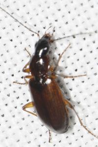 Agonum thoreyi