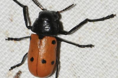 Lachnaia paradoxa