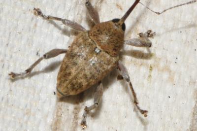 Curculio glandium