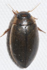 Rhantus suturalis