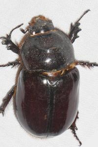 Oryctes nasicornis
