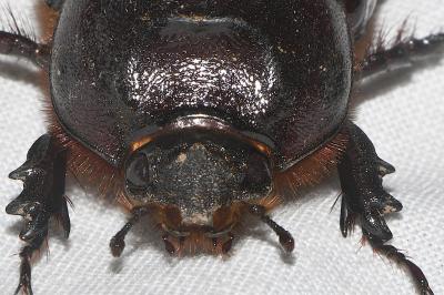 Oryctes nasicornis