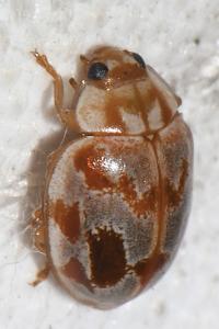 Myrrha octodecimguttata formosa