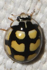 Oenopia lyncea