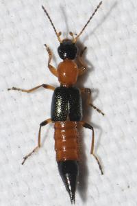Paederus riparius