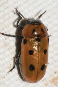 Tituboea biguttata