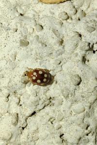 Vibidia duodecimguttata