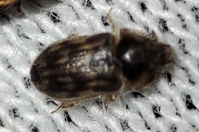 Heterocerus fenestratus