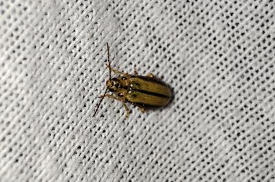 Xanthogaleruca luteola