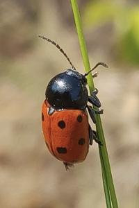Cryptocephalus primarius