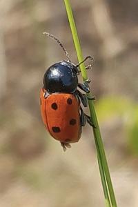 Cryptocephalus primarius