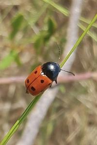 Cryptocephalus primarius