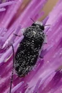 Acmaeoderella perroti perroti