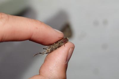 Xylotrechus stebbingi