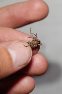 Xylotrechus stebbingi