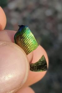 Calosoma sycophanta