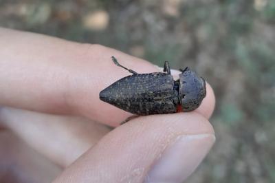 Capnodis tenebricosa