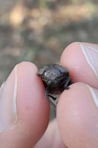 Capnodis tenebricosa