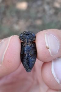 Capnodis tenebricosa