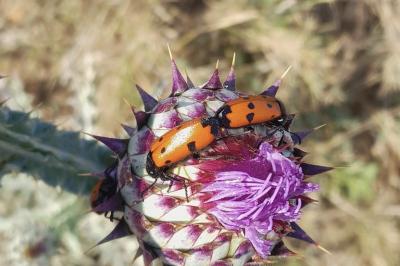 Mylabris quadripunctata