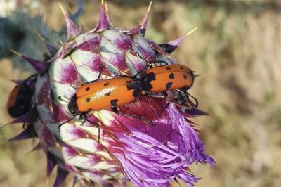 Mylabris quadripunctata