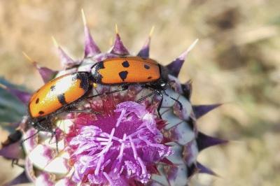 Mylabris quadripunctata