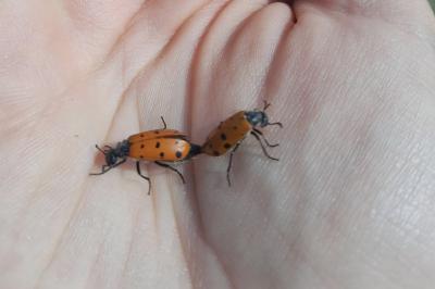 Hycleus duodecimpunctatus